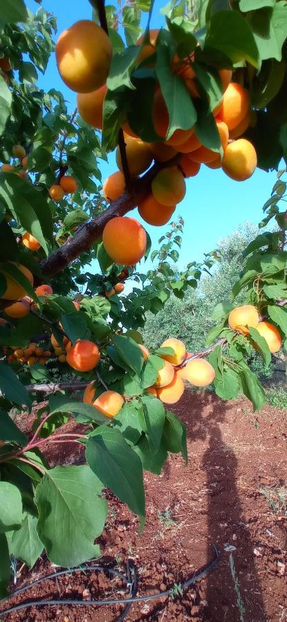 Tenuta Don Monaco - Agriturismo 圣凯撒利亚温泉 外观 照片